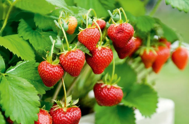 1668315557398570.png 6.png